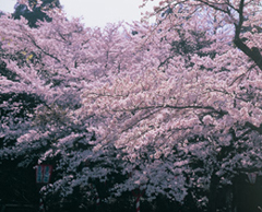 打吹公園の桜